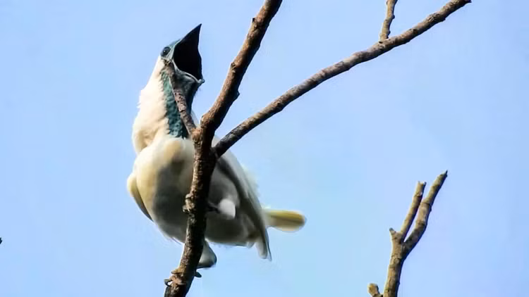 bare-throated-bellbirdpng.jpg