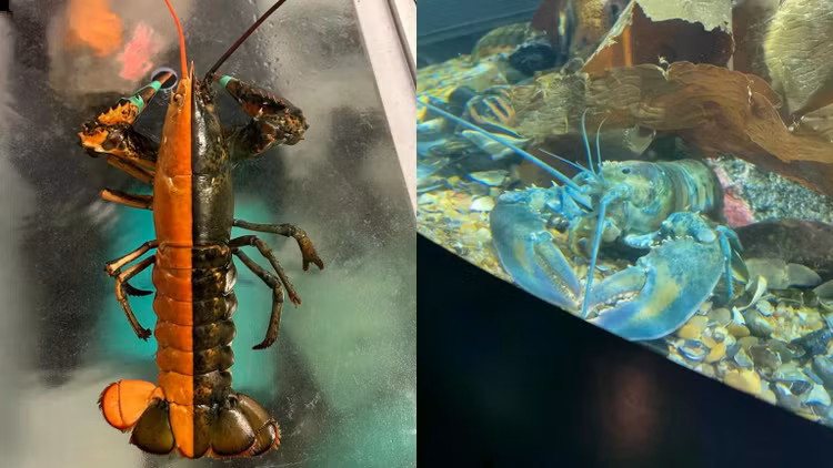rare-lobsters-mainepng.jpg