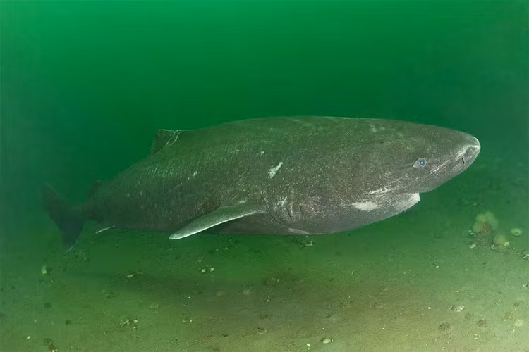 greenland-shark-kpk21fjpg.jpg