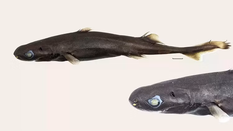 etmopterus-bulbosus-l.jpg