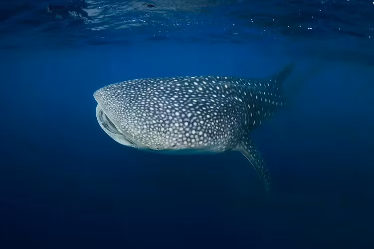 whale-shark-l.jpg