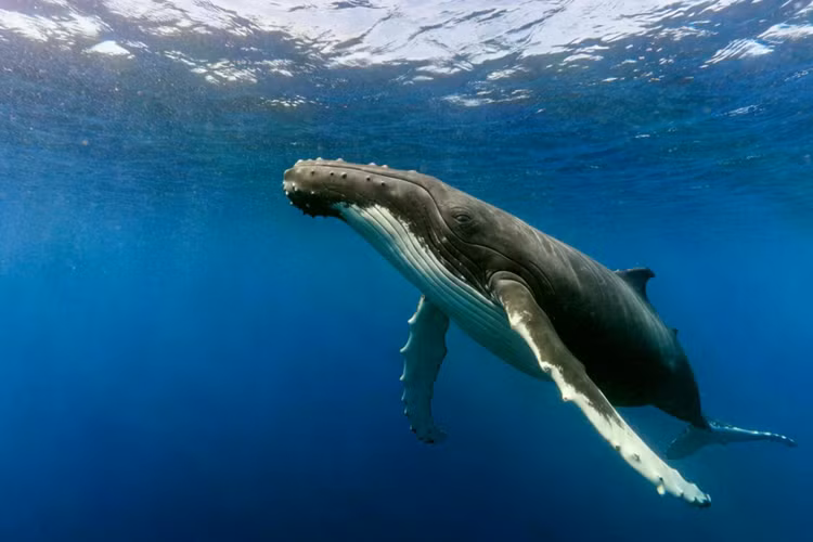majestic-humpback-whale-swims-gracefullyjpg.jpg