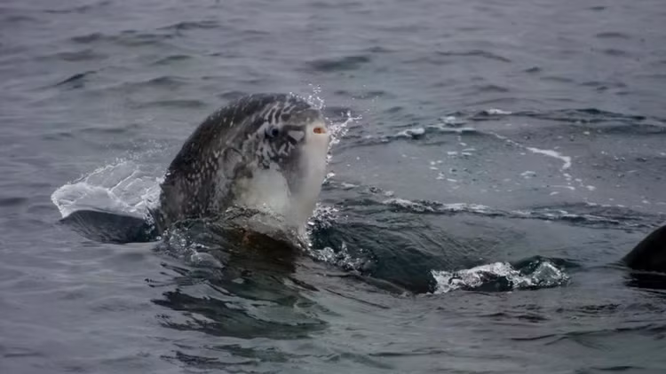 mola-mola-l.jpg