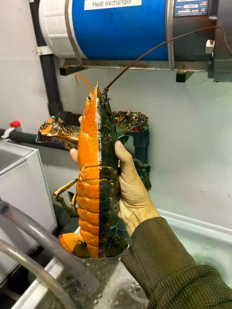 split-lobsterjpg.jpg