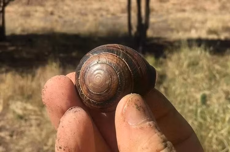 sci-snail-shells-1080-copyjpg.jpg