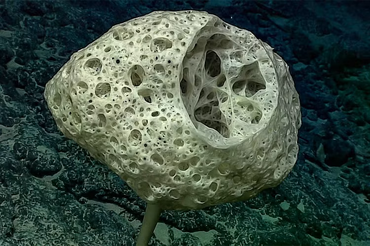 venus-flower-glass-spongejpg.jpg