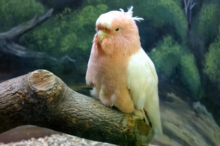 cookie-cockatoo-oldestjpg.jpg