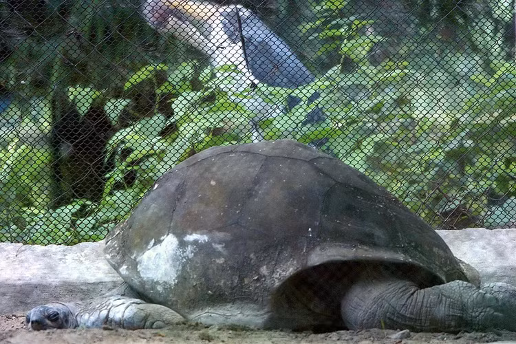 aldabra-giant-tortoisejpg.jpg