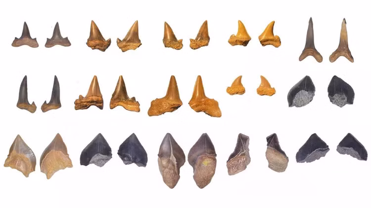shark-teethjpg.jpg