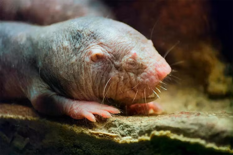 naked-mole-ratjpg.jpg