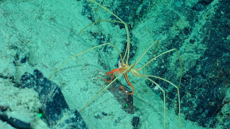 sea-spider-with-passengers.jpg