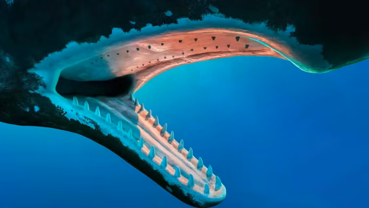 sperm-whale-teeth-modelpng.jpg