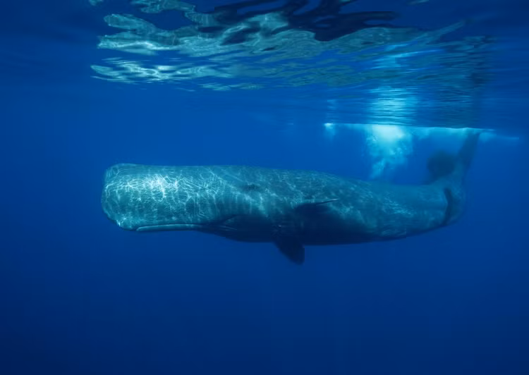 sperm-whale-italypng.jpg