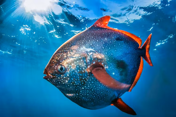 opah-l.jpg