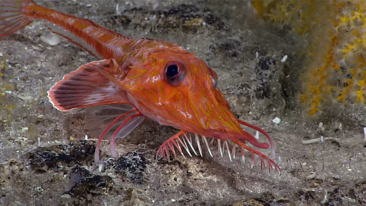 dive11-armored-sea-robin.jpg