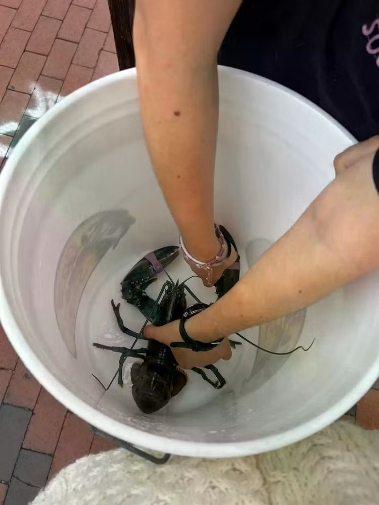 blue-lobster-bucketjpg.jpg