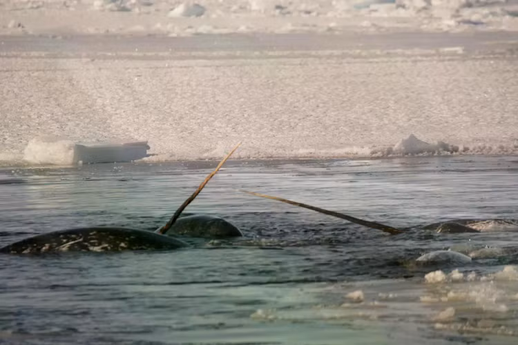 narwhals-surfacejpeg.jpg