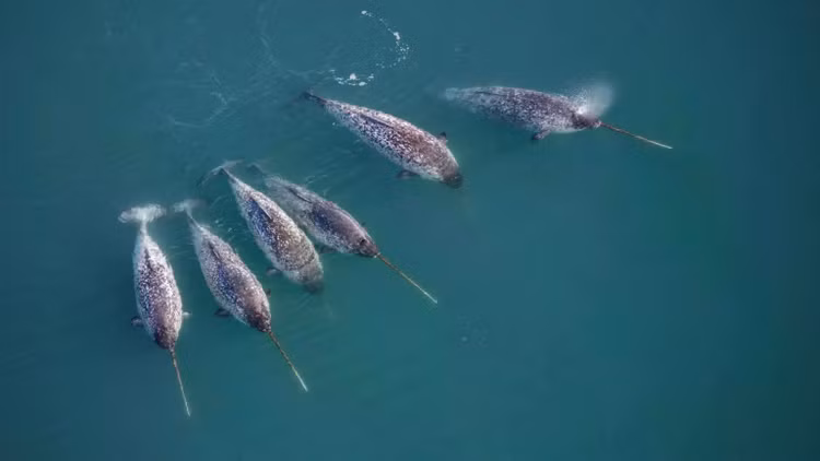 narwhal-leadpng.jpg