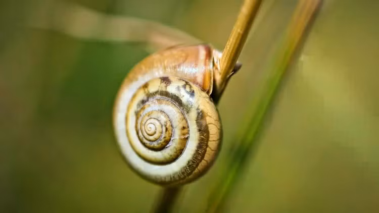 snail-shelljpg.jpg