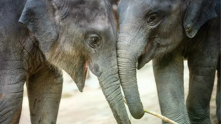 cute-young-elephants.jpg