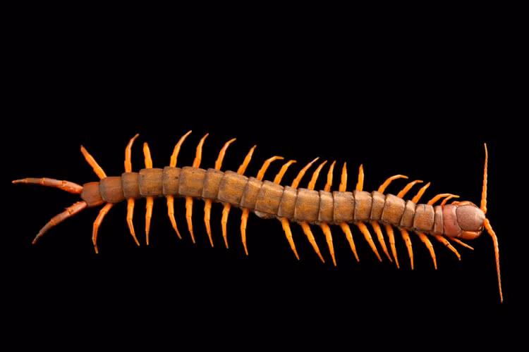 Chúng có mặt khắp Việt Nam. Từ rừng mưa nhiệt đới đến vùng núi, Scolopendra dehaani phân bố rộng khắp Việt Nam, minh chứng cho sức sống mạnh mẽ. Ảnh: joelsartore.com.