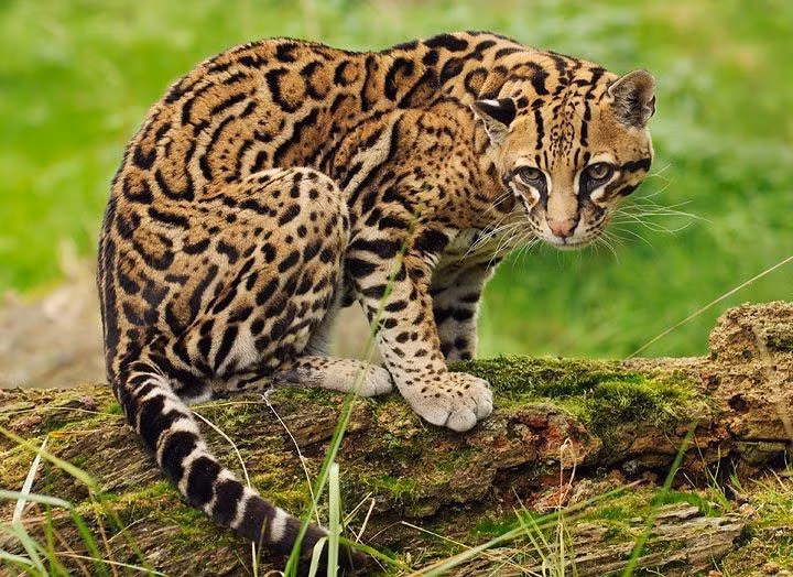 Hoa văn trên lông là không trùng lặp. Không có hai cá thể mèo gấm Ocelot nào có bộ lông giống hệt nhau – các đốm và sọc vàng nâu của chúng giống như dấu vân tay tự nhiên. Ảnh: Pinterest.