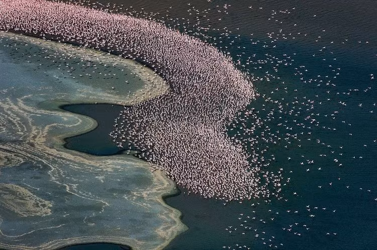 4. Hệ sinh thái đa dạng. Nơi đây có sự kết hợp độc đáo giữa đồng cỏ, rừng cây bụi gai, vùng đầm lầy và hồ nước kiềm, thích hợp cho nhiều loài động vật. Ảnh: Pinterest.