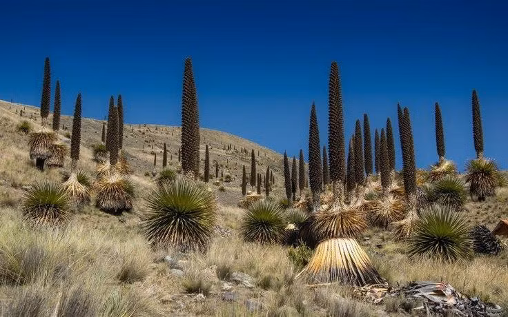 Sinh trưởng ở môi trường khắc nghiệt. Loài cây này phân bố chủ yếu tại Peru và Bolivia, ở độ cao từ 3.000–4.800 mét, khô và lạnh giá, nhiệt độ ban đêm có thể xuống dưới 0°C. Ảnh: Pinterest.