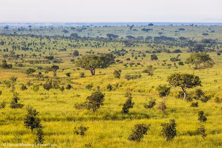 Được UNESCO công nhận là Di sản thế giới từ năm 1980. Garamba nổi bật nhờ cảnh quan đồng cỏ, rừng rậm và hệ động vật phong phú. Ảnh: africageographic.com.