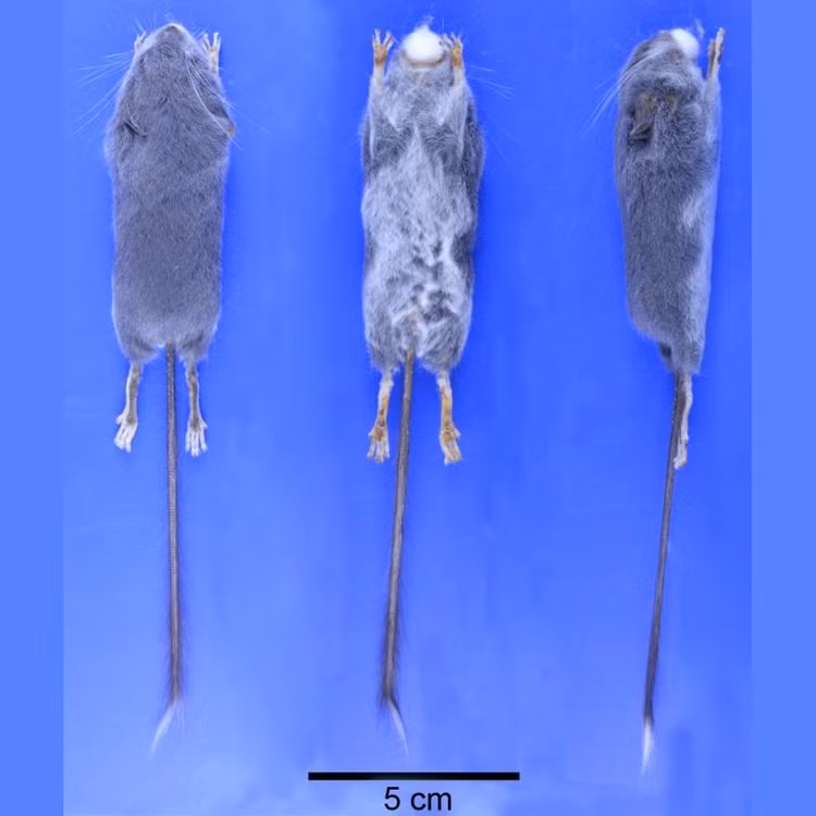 3. Thuộc một họ riêng biệt – Platacanthomyidae. Loài chuột mù là một trong hai chi còn tồn tại trong họ này, khiến nó trở thành sinh vật có giá trị đặc biệt trong nghiên cứu tiến hóa. Ảnh: Species New to Science.