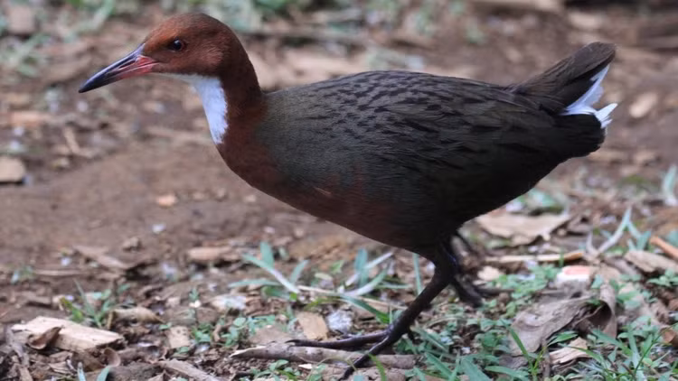 Nơi trú ngụ của nhiều loài chim hiếm. Aldabra là nơi sinh sống của nhiều loài chim biển và chim đặc hữu, trong đó nổi bật là loài gà nước Aldabra. Ảnh: grunge.com.