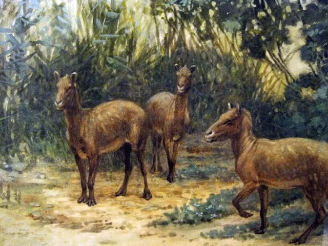 Ngựa từng tuyệt chủng ở châu Mỹ. Dù tiến hóa tại Bắc Mỹ, ngựa đã tuyệt chủng ở lục địa này khoảng 10.000 năm trước, trước khi được con người tái du nhập trở lại sau này. Ảnh: Pinterest.