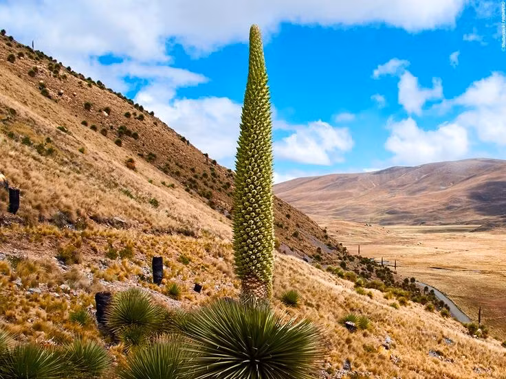 Có thể mất trên 100 năm mới ra hoa. Dứa nữ hoàng Andes cần khoảng 40–100 năm để đạt đến giai đoạn ra hoa. Đây là một trong những chu kỳ sinh trưởng dài nhất trong thế giới thực vật. Ảnh: Pinterest.