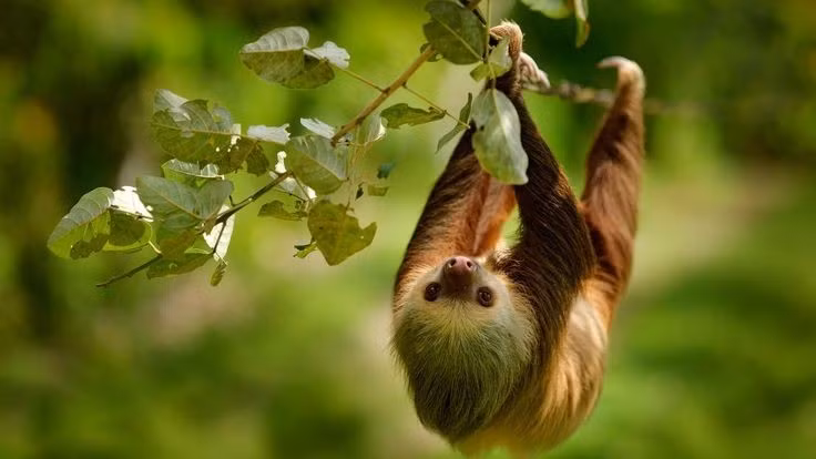 Bộ lông có hệ sinh thái riêng. Lông lười hai ngón chứa tảo và côn trùng nhỏ, giúp chúng ngụy trang trong rừng rậm. Ảnh: Pinterest.