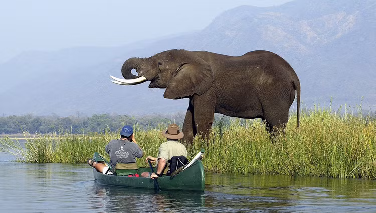 Ít chịu tác động của du lịch đại trà. Khác nhiều vườn quốc gia khác, Mana Pools chỉ cho phép du khách đi bộ safari có kiểm soát, mang lại trải nghiệm gần gũi và chân thực với thiên nhiên hoang dã. Ảnh: Pinterest.