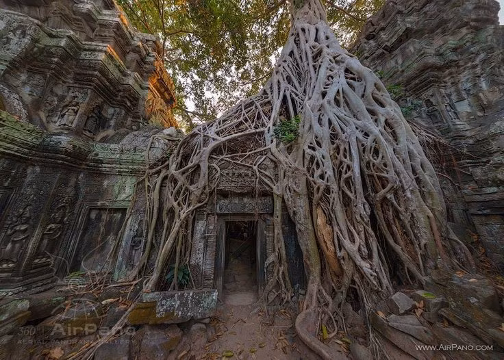 Cây cổ thụ khổng lồ phủ kín đền. Những rễ cây bồ đề và kapok khổng lồ bám chặt vào tường đá tạo nên khung cảnh vừa kỳ bí vừa hùng vĩ. Ảnh: Pinterest.