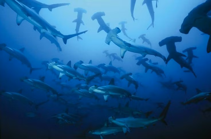 Nổi tiếng với những đàn cá mập khổng lồ. Malpelo được xem là một trong những điểm lặn biển hàng đầu thế giới để quan sát cá mập. Tại đây có thể bắt gặp những đàn lớn cá mập đầu búa, cá mập Galápagos và nhiều loài cá mập khác bơi thành nhóm dày đặc quanh các rạn đá ngầm. Ảnh: Pinterest.