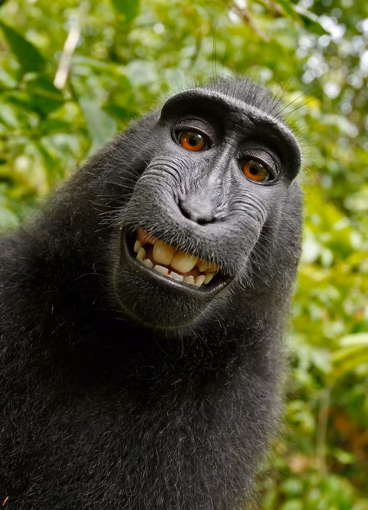Nổi tiếng với “selfie động vật” gây chú ý. Một cá thể khỉ đen chai mông từng gây tiếng vang khi tự chụp ảnh bằng máy ảnh của nhiếp ảnh gia, tạo nên bức “selfie khỉ” nổi tiếng trên toàn thế giới và làm dấy lên tranh luận về bản quyền. Ảnh: Flickr.