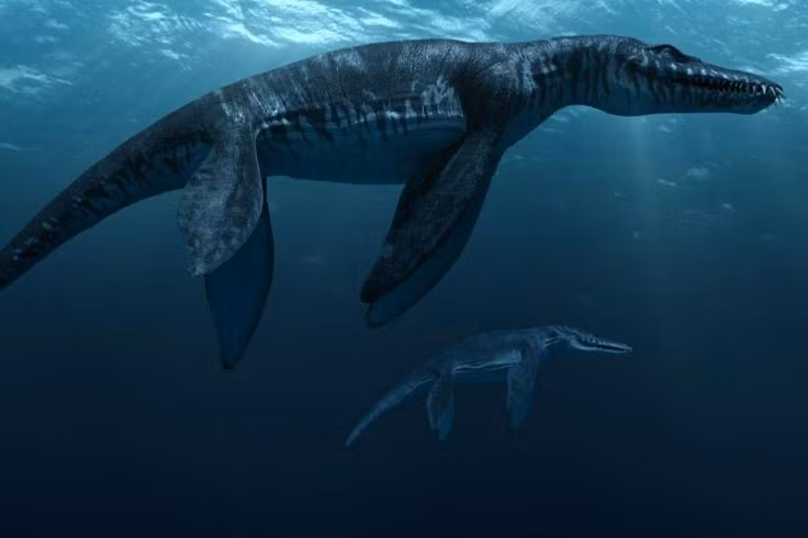 Bơi nhanh bằng bốn vây lớn. Liopleurodon sử dụng bốn chi vây mạnh mẽ để lao nhanh qua dòng nước, giống một “ngư lôi sống”. Ảnh: Pinterest.