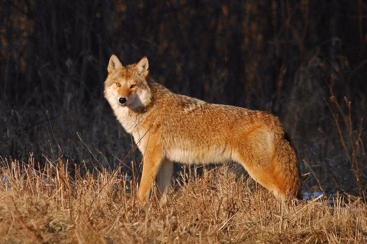 Kẻ sống sót bậc thầy của tự nhiên. Chó sói đồng cỏ (Canis latrans) nổi tiếng với khả năng thích nghi cực tốt, từ sa mạc, đồng cỏ đến rừng và thậm chí cả đô thị đông đúc. Chúng có thể sinh tồn ở những nơi mà nhiều loài săn mồi khác không thể. Ảnh: Pinterest.
