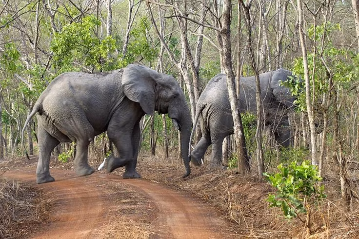 Âm thanh giao tiếp ở tần số thấp. Voi rừng châu Phi có thể giao tiếp qua âm thanh hạ âm – những rung động mà con người không nghe thấy. Ảnh: Pinterest.