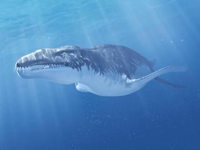 Kích thước khổng lồ. Chiều dài Liopleurodon có thể đạt khoảng 6–7 mét theo các bằng chứng hóa thạch được phát hiện. Ảnh: Pinterest.