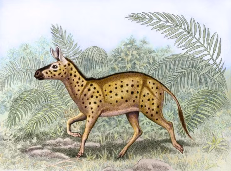 Biến đổi khí hậu toàn cầu. Khi Trái Đất dần khô hơn vào kỷ Oligocene và Miocene, rừng thu hẹp, thảo nguyên mở rộng, buộc tổ tiên ngựa phải thích nghi với môi trường trống trải hơn. Ảnh: Pinterest.