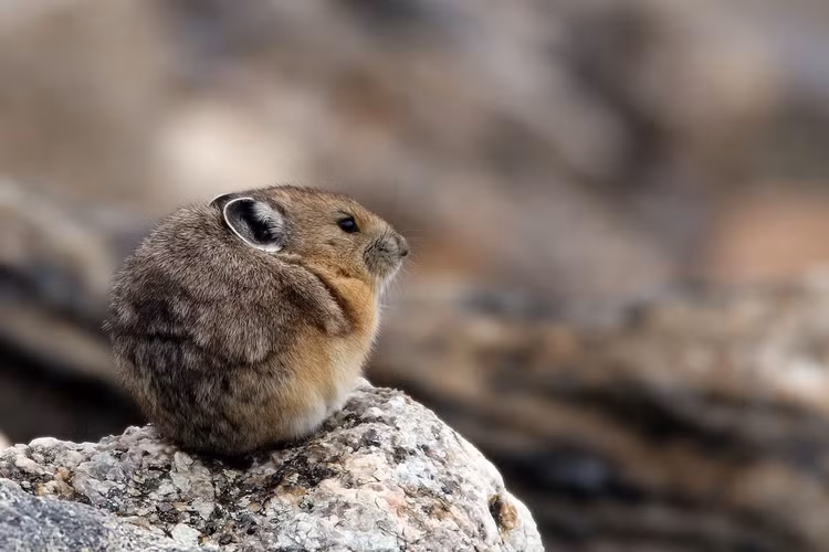 Là chỉ thị sinh thái của biến đổi khí hậu. Sự giảm số lượng pika phản ánh quá trình nóng lên toàn cầu. Ảnh: Pinterest.