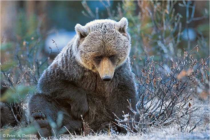 Thiên đường của động vật hoang dã. Banff là nơi sinh sống của hơn 50 loài động vật có vú như gấu xám, nai sừng tấm, chó sói và linh miêu Canada, tạo nên hệ sinh thái phong phú hiếm thấy. Ảnh: Pinterest.