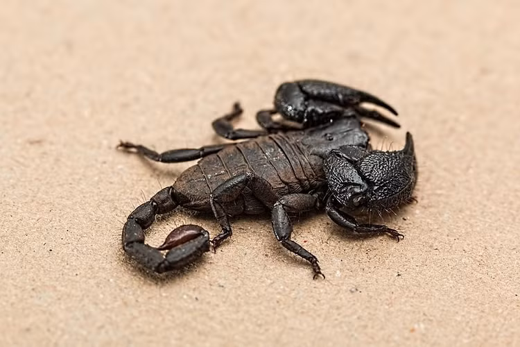 Là một trong những loài bọ cạp lớn nhất. Bọ cạp hoàng đế (Pandinus imperator) có thể dài tới 20 cm, khiến nó trở thành một trong những loài bọ cạp lớn nhất trên thế giới. Với thân hình to lớn và cặp càng mạnh mẽ, chúng trông rất ấn tượng dù không quá nguy hiểm với con người. Ảnh: rawpixel.com.