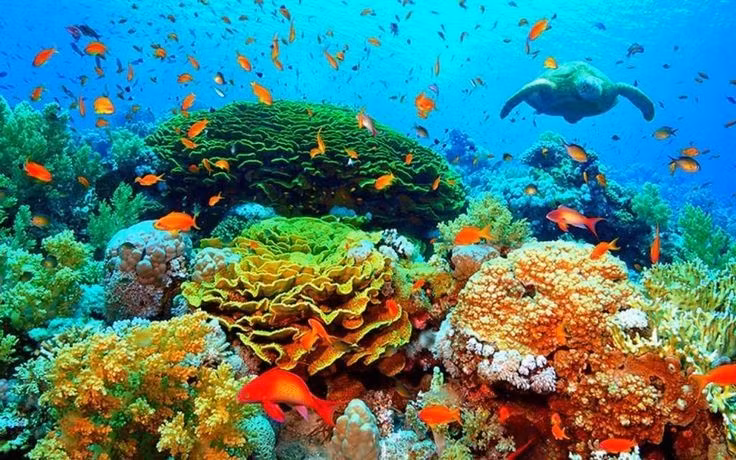 Belize đã nỗ lực bảo tồn mạnh mẽ. Chính phủ Belize đã cấm khai thác dầu ngoài khơi và tăng cường khu bảo tồn biển để gìn giữ rạn san hô cho các thế hệ tương lai. Ảnh: Pinterest.