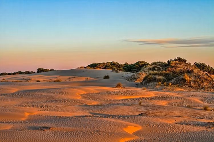 Có hệ sinh thái đa dạng. Hệ sinh thái Doñana bao gồm đầm lầy, cồn cát, rừng ô liu và thông. Ảnh: Pinterest.