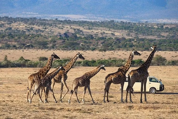 Vườn có diện tích hơn 4.900 km². Khu vực rộng lớn này là nơi sinh tồn của voi, hươu cao cổ, trâu rừng và sư tử. Ảnh: Pinterest.