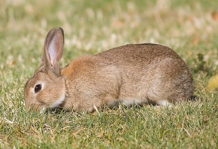 Thỏ không phải là loài gặm nhấm. Dù có răng cửa lớn như chuột, thỏ thuộc bộ Lagomorpha riêng biệt, khác hoàn toàn với bộ Rodentia. Ảnh: Pinterest.